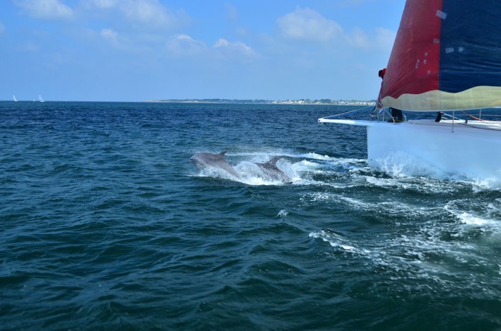 IMOCA_60_Galiléo_dauphins_RVB_3